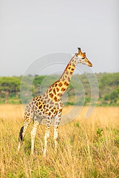 Rothschild`s giraffe  Giraffa camelopardalis rothschildi, Murchison Falls National Park, Uganda.