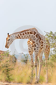 Rothschild`s giraffe  Giraffa camelopardalis rothschildi, Murchison Falls National Park, Uganda.