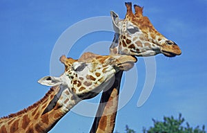 Rothschild`s Giraffe, giraffa camelopardalis rothschildi, Nakuru Lake in Kenya