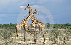 Rothschild`s Giraffe, giraffa camelopardalis rothschildi, Nakuru Lake in Kenya