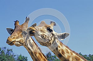 Rothschild`s Giraffe, giraffa camelopardalis rothschildi, Nakuru Lake in Kenya