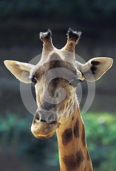 Rothschild`s Giraffe, giraffa camelopardalis rothschildi, Portrait of Adult, Nakuru park in Kenya