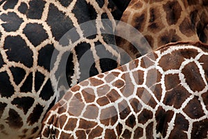 Rothschild's giraffe (Giraffa camelopardalis rothschildi) skin t