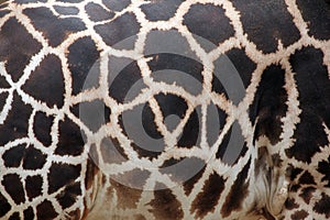 Rothschild's giraffe (Giraffa camelopardalis rothschildi) skin t photo