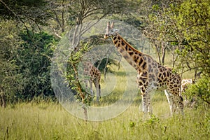 A Rothschild`s giraffe  Giraffa camelopardalis rothschildi standing at a waterhole, Lake Mburo National Park, Uganda.