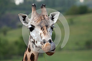 Rothschild's giraffe (Giraffa camelopardalis rothschildi). photo