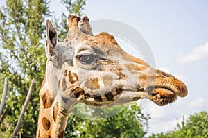 Rothschild`s Giraffe head