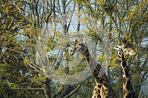 Rothschild`s giraffe and Kordofan giraffe