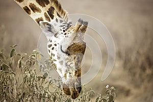 Rothschild`s giraffe leaning down to eat in Lake Nakuru, Kenya Africa,Giraffa camelopardalis rothschildi