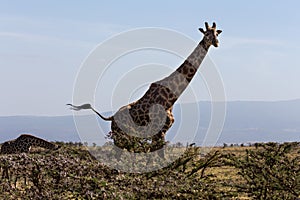 A Rothschild's giraffe mother and its calf