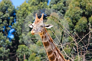 Rothschild s giraffe portrait Kenia