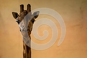Rothschild`s giraffe portrait in zoo park