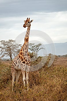 Rothschild;s Giraffe Standing in Kenya Africa