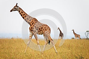 Rothschild\'s giraffes