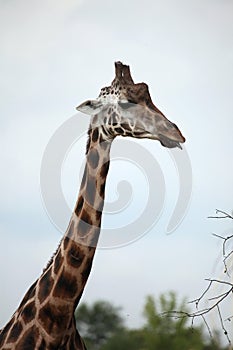 Rothschild's giraffes (Giraffa camelopardalis rothschildi).