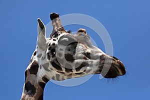 Rothschild's giraffe (Giraffa camelopardalis rothschildi). photo