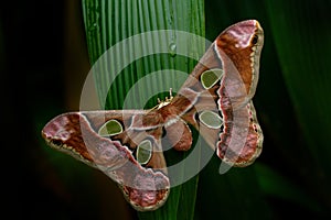 Rothschildia lebeau, moth butterfly from tropic mountain forest, night in Yucatan in Mexico. Beautiful butterfly, similar Attacus