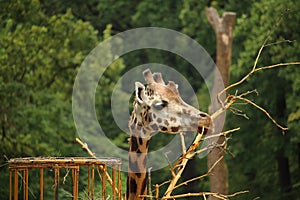 Rothschilds giraffe (also known as Baringo giraffe or Ugandan g