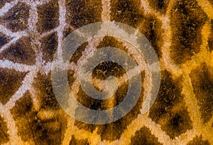 Rothschilds giraffe body fur pattern in macro closeup, safari animal background photo