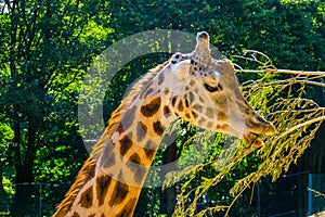 Rothschilds giraffe eating leaves from a tree branch in closeup, zoo animal feeding, Endangered animal specie from Africa photo
