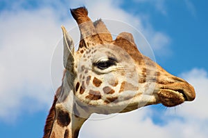 Rothschilds giraffe