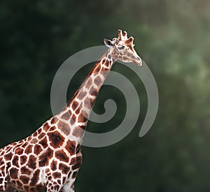 Rothschilds Giraffe