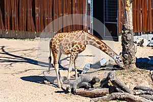 Rothschilds Giraffe Giraffa camelopardalis rothschildi in Barcelona Zoo photo