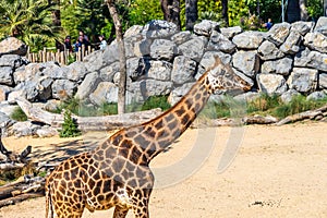 Rothschilds Giraffe Giraffa camelopardalis rothschildi in Barcelona Zoo photo