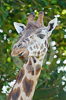 Rothschilds giraffe Giraffa camelopardalis rothschildi photo