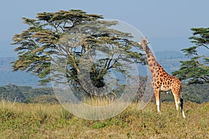 Rothschilds giraffe