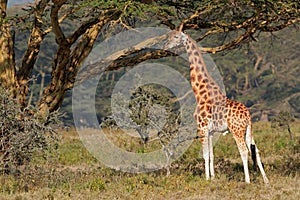 Rothschilds giraffe photo
