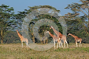 Rothschilds giraffes photo