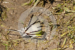 Rothschilds Swordtail Butterfly on Mudflat