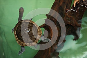 Roti Island snake-necked turtle Chelodina mccordi
