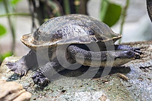 The Roti Island snake-necked turtle (Chelodina mccordi )