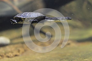 Roti island snake necked turtle