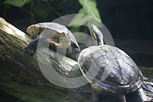 Roti Island snake-necked turtle on a log