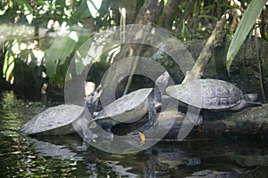 Roti Island snake-necked turtle on a log