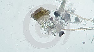 Rotifer abruptly hides in the seaweed then gets out again