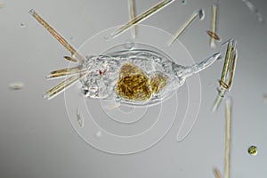 Rotifer foraging