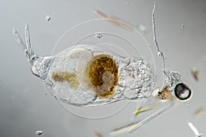 Rotifer foraging