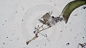 Rotifer hid in the algae and there feeds microcosm background