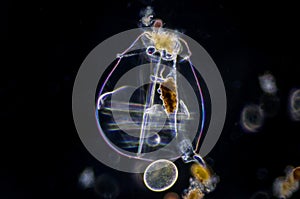 The rotifer