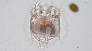 The rotifer Rotifera, commonly called wheel animals under the microscopic view.