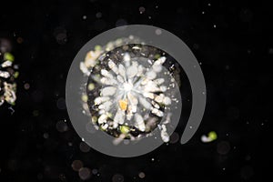 Rotifer under the microscope .