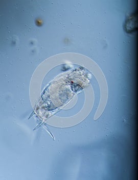 Rotifers as microscopic plankton