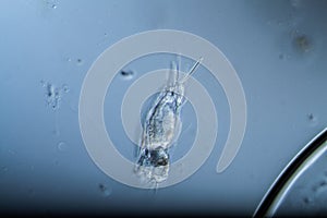 Rotifers as microscopic plankton