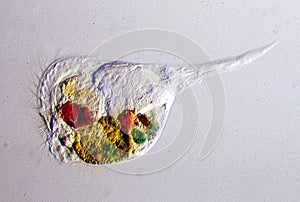 Rotifers with cilia, stomach and feed