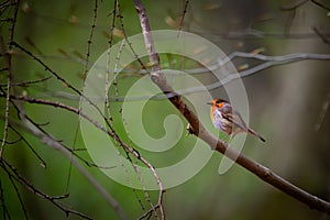 Rotkehlchen , European robin (Erithacus rubecula) perched on a branch