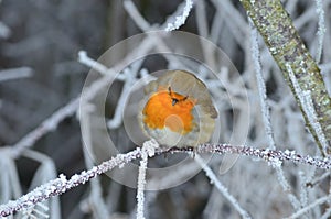 Rotkehlchen im Winter